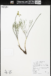 Lomatium simplex image