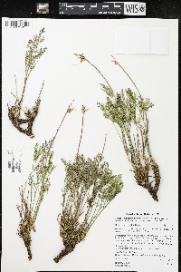 Pteryxia terebinthina var. terebinthina image