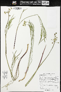 Lomatium simplex image