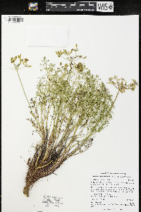 Lomatium papilioniferum image