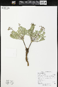 Cymopterus glaucus image