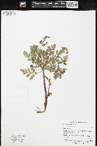 Cymopterus glaucus image