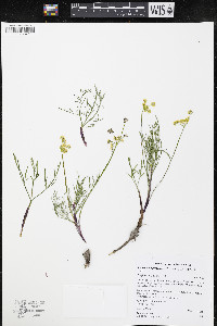 Lomatium bicolor image