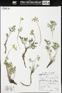 Pteryxia terebinthina var. terebinthina image