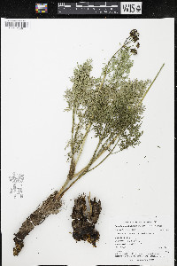 Lomatium multifidum image