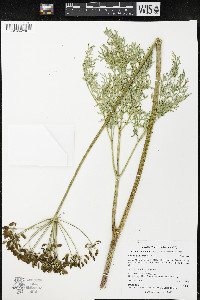 Lomatium multifidum image