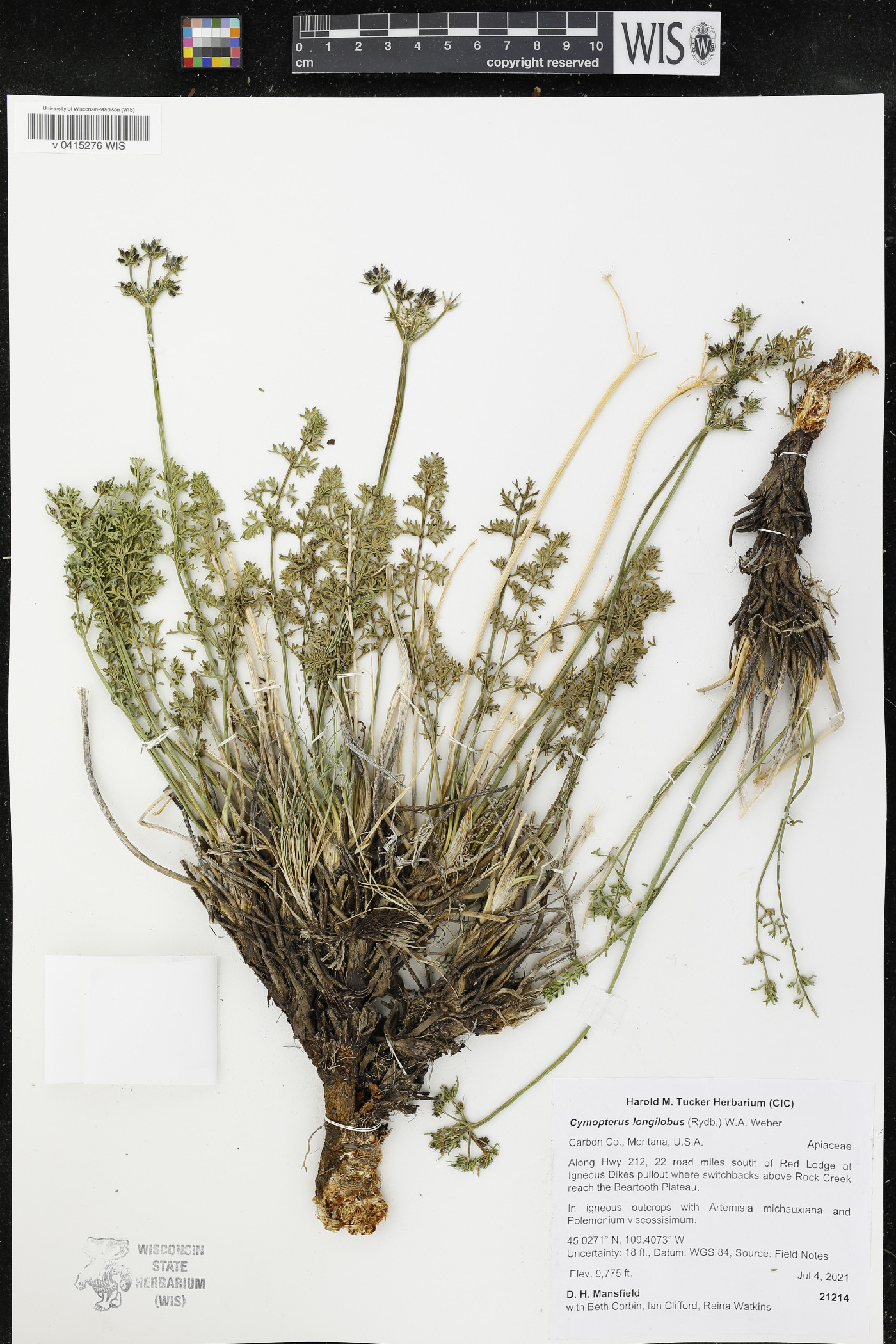 Pteryxia hendersonii image