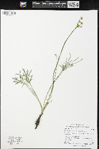 Lomatium ambiguum image