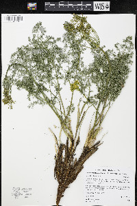 Lomatium papilioniferum image