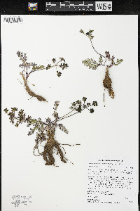 Lomatium cous image