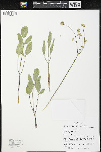 Lomatium nudicaule image