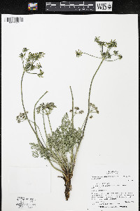 Lomatium macrocarpum image