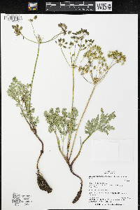 Lomatium donnellii image