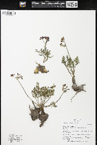 Lomatium roseanum image