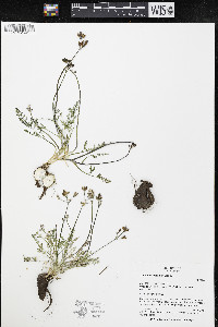 Lomatium roseanum image