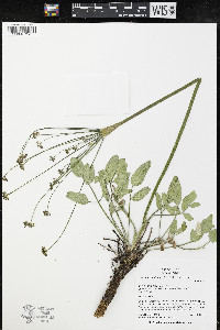 Lomatium nudicaule image