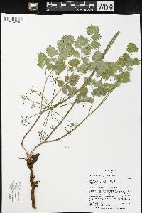 Lomatium howellii image