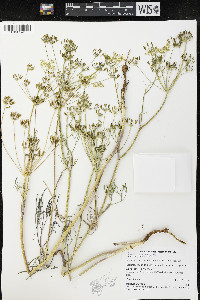 Lomatium ambiguum image