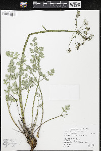 Lomatium rigidum image