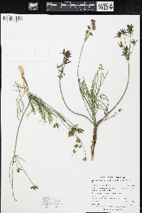 Lomatium bicolor var. leptocarpum image