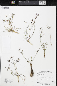 Lomatium bicolor var. leptocarpum image