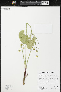 Lomatium nudicaule image