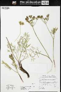 Lomatium andrusianum image