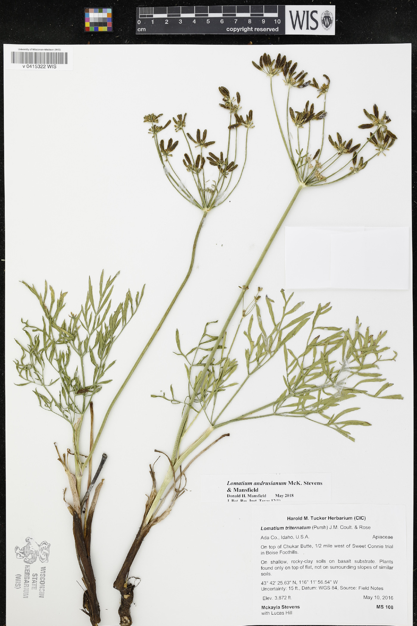 Lomatium andrusianum image