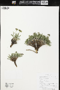 Musineon tenuifolium image
