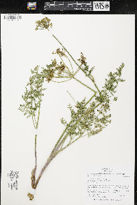 Lomatium multifidum image