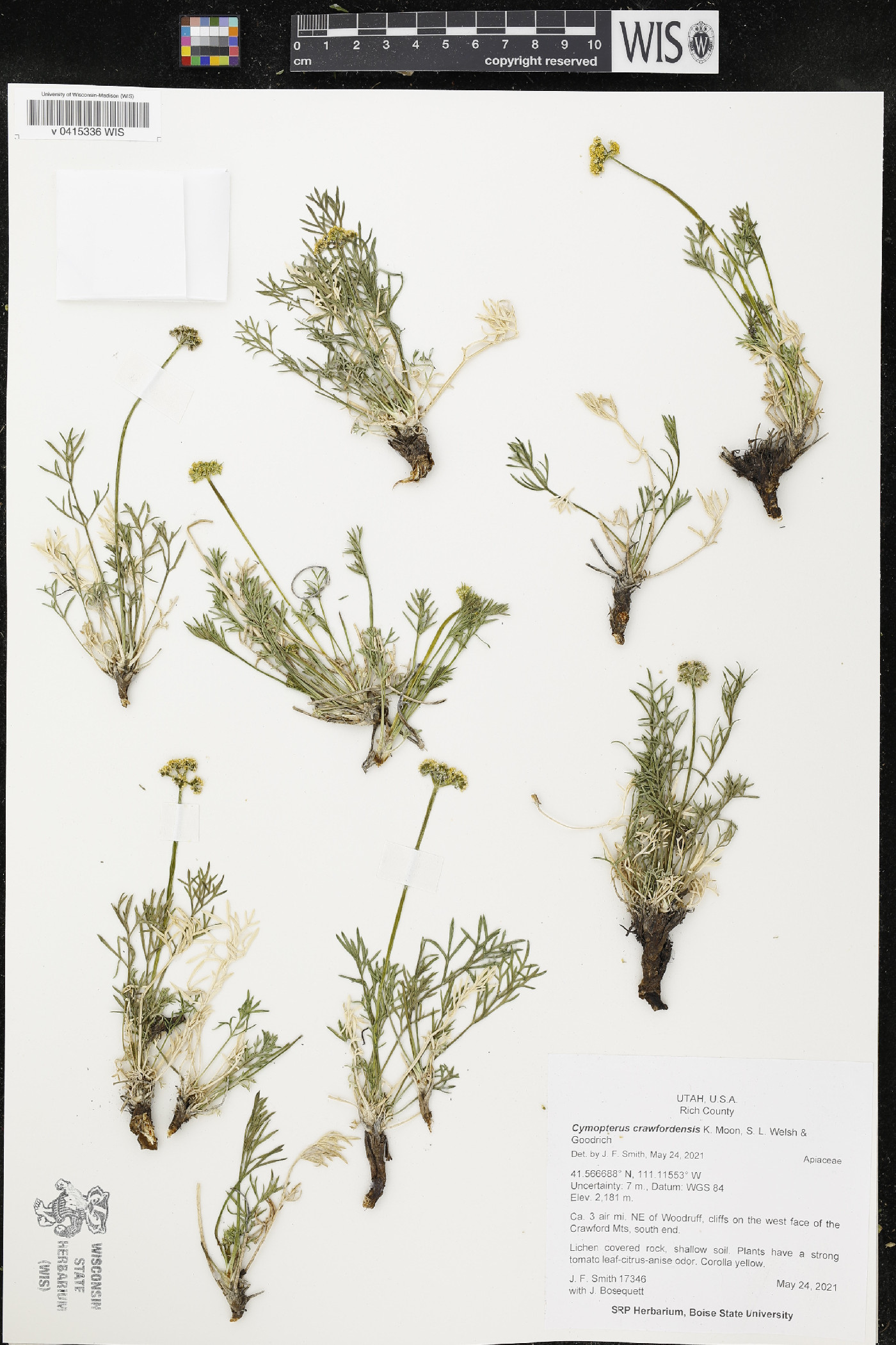 Cymopterus crawfordensis image