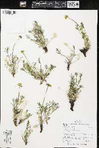 Cymopterus crawfordensis image