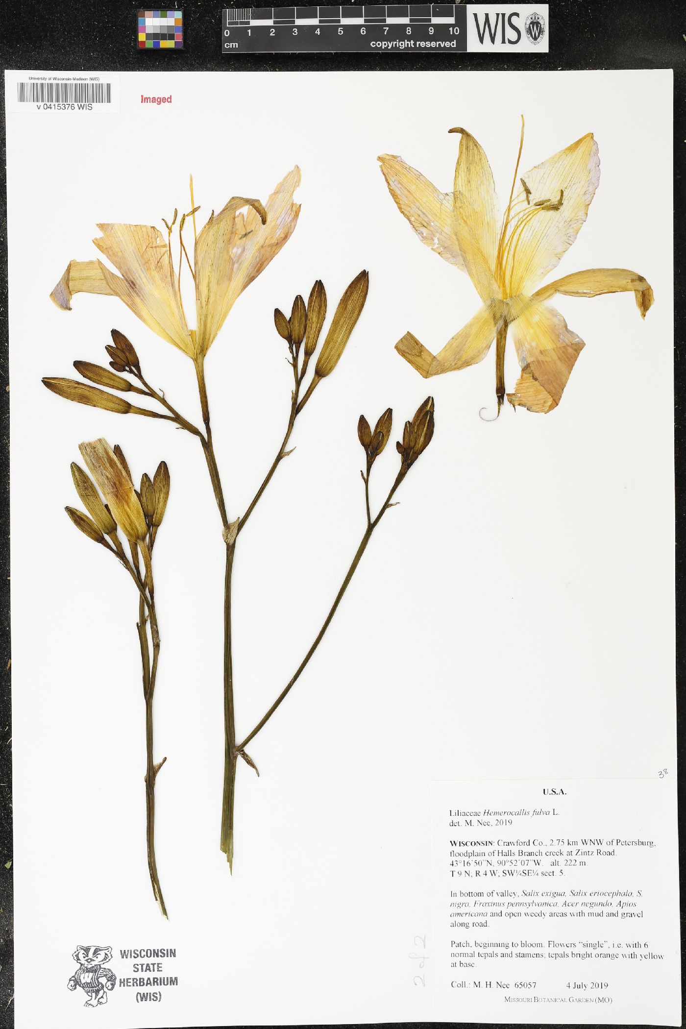 Hemerocallis fulva image