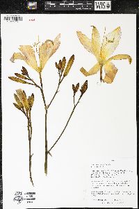 Hemerocallis fulva image