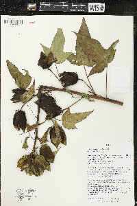 Hibiscus laevis image