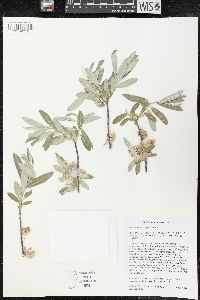Salix candida image