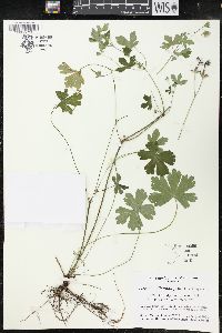 Geranium thunbergii image