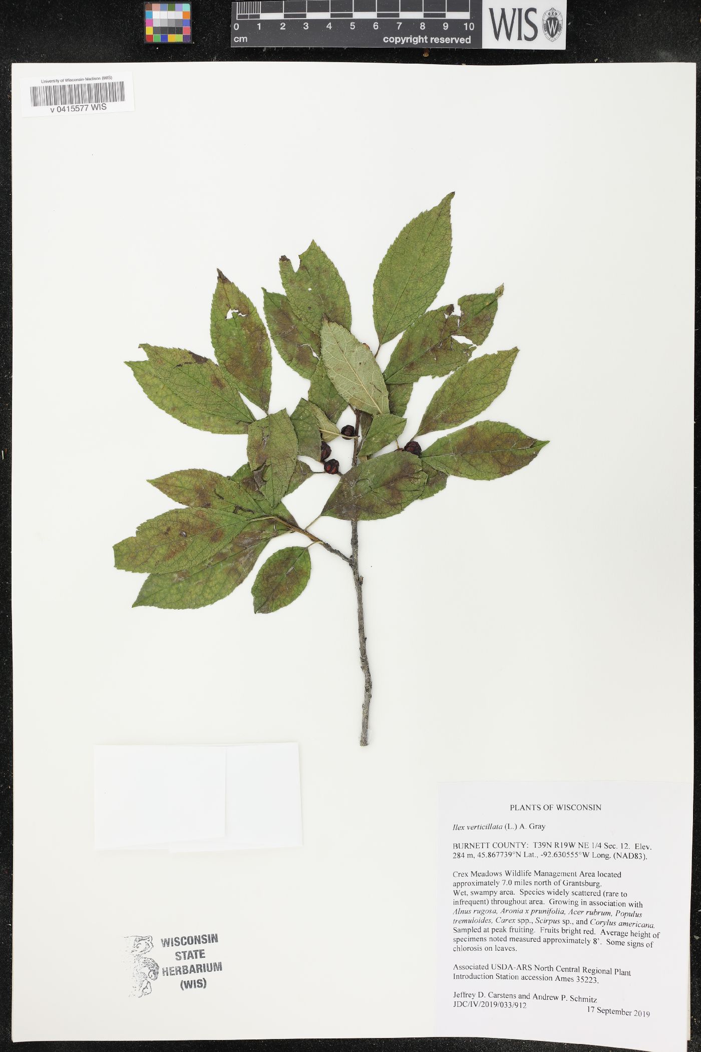 Ilex verticillata image