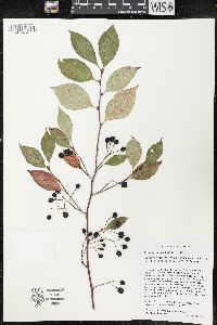 Aronia × prunifolia image