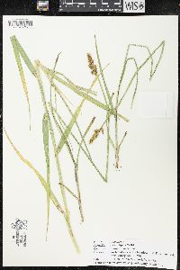 Carex sabulosa image