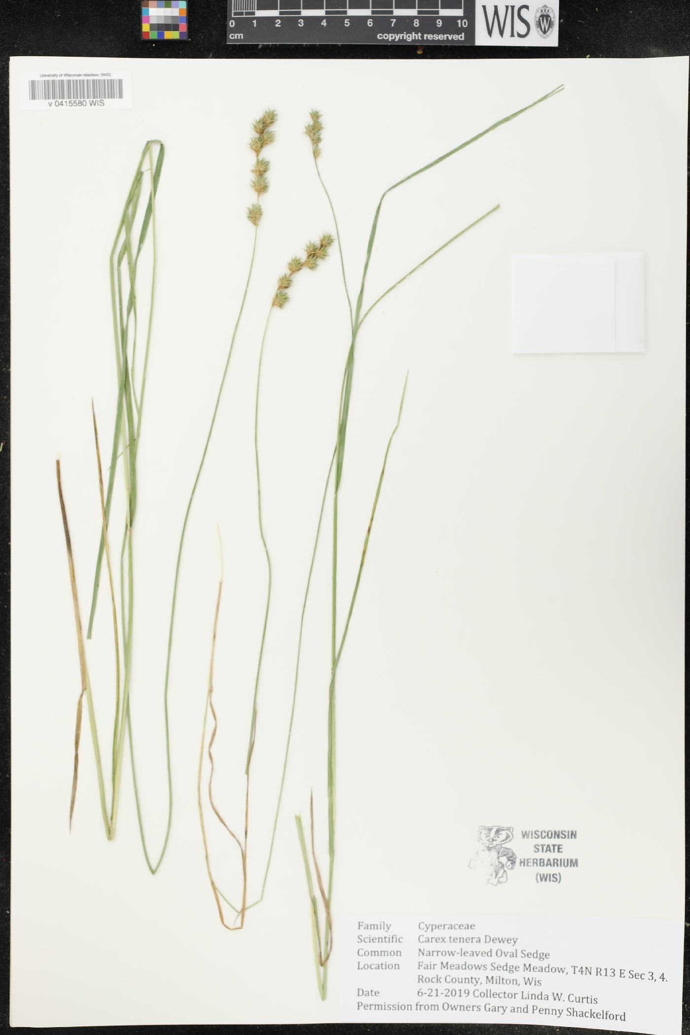 Carex tenera image