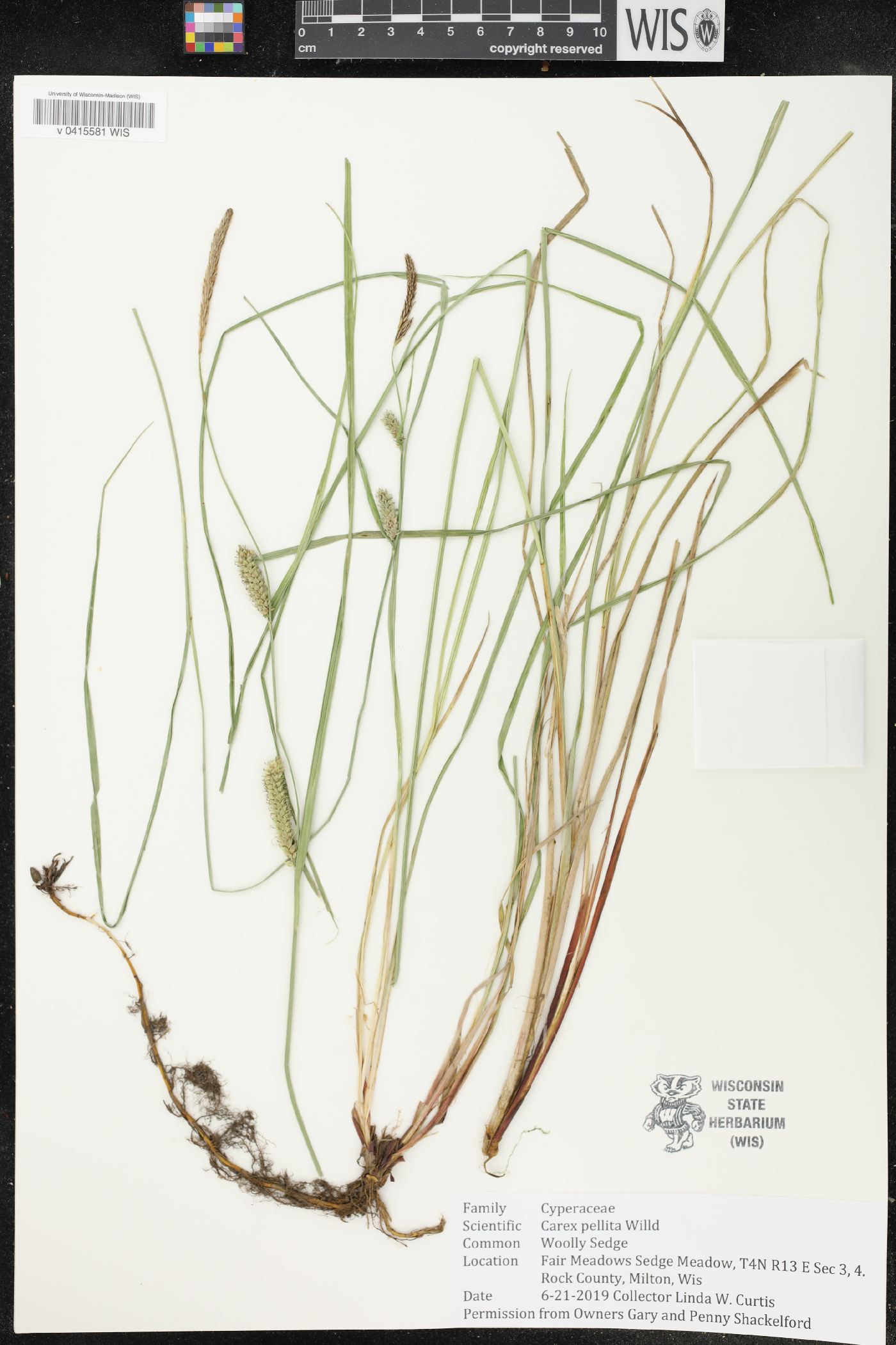 Carex pellita image