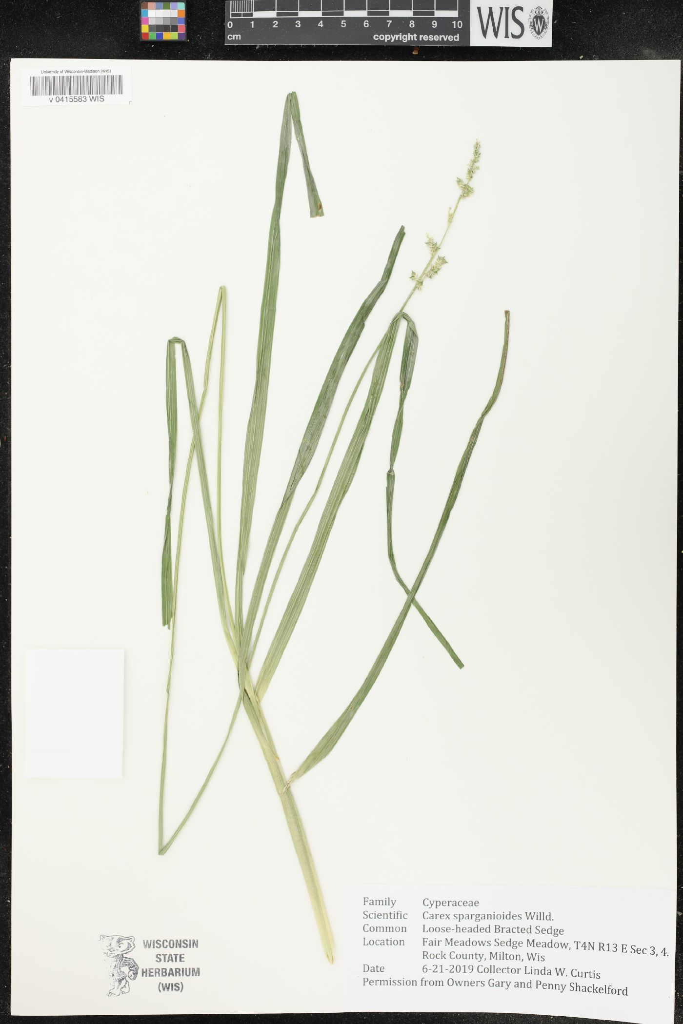 Carex sparganioides image