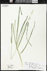 Carex sparganioides image