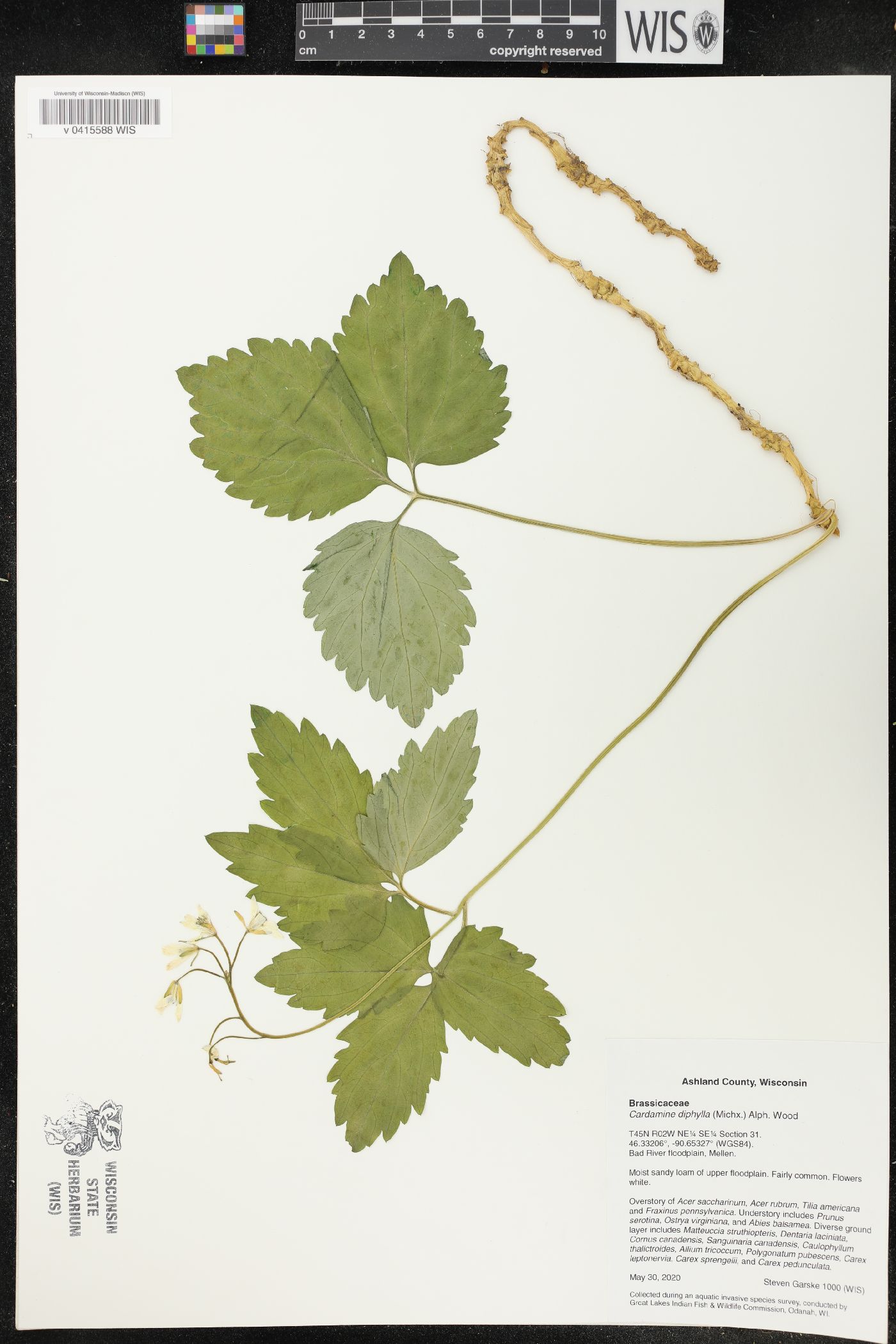 Cardamine diphylla image