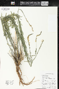 Linaria purpurea image