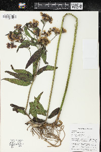 Vernonia fasciculata image
