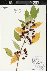 Malus baccata image