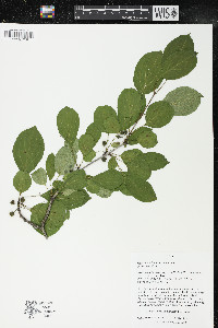 Rhamnus cathartica image