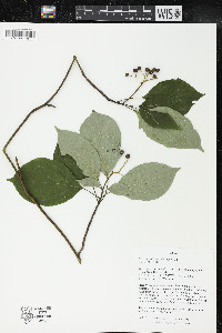 Cornus alternifolia image